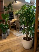 Money Tree (Pachyra aquatica) – 150cm tall- Braided Trunk | Indoor Plant