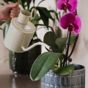 Westland Orchid Water 720ml image