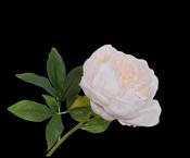 Peony Stem Peach/Cream 52cm image