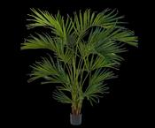 Palm Green 220cm image