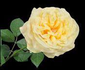Rose Stem Yellow 91cm image