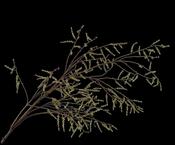 Willow Branche Green 193cm image