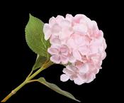 Hydrangea Stem Pink Light 65cm image