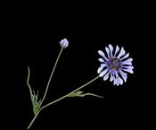 Daisy Stem Lavend 55cm
