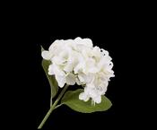 Hydrangea Stem White 46cm image