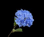 Hydrangea Stem Blue 69cm image