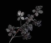 Leaf Spray With Snow - Black 124cm
