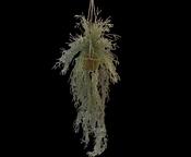 Succulent Hang Green 165cm image