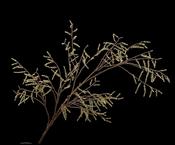 Willow Branche Green 191cm