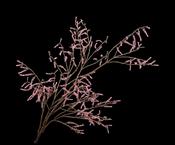 Willow Branche Pink 191cm image