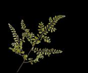 Leaf Spray Green 114cm image