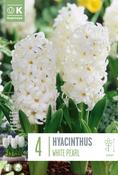 Hyacinthus White Pearl 16/17