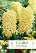 Hyacinthus City Of Haarlem 16/17
