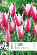 Tulipa Clusiana Peppermintstick 6/7 image