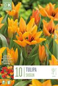 Tulipa - Praestans Shogun9/10