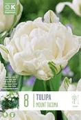 Tulipa - Mount Tacoma12/+