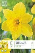 Narcis - Carltons 14/16