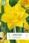Narcis - Golden Ducats14/16
