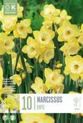 Narcis - Pipitz10/12 image