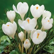 Crocus - Jeanne D'Arc8/9