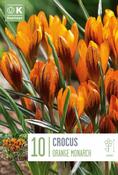 Crocus - Orange Monarch5/7