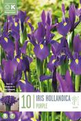 Iris - Hol. Purple8/9