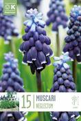 Muscar - Neglectum5/6