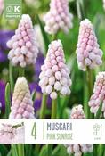 Muscar - Pink Sunrise ®6/7