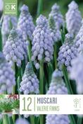 Muscar - Valerie Finnis ®7/8 image
