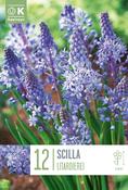Scilla - Litardierei5/6