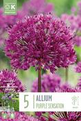 Allium - Purple Sensation12/14