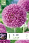 Allium - Giganteum20/22 image