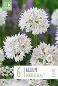 Allium - Graceful Beauty6/7 image