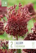 Allium - Red Mohican ®10/12 image