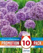 Allium - Purple Sensation12/14