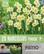 Narcissus Minnow 10/12