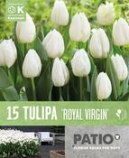 Tulipa - Royal Virgin ®11/12