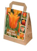 Shades Of Colour Tulip Orange Shades image