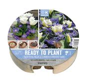 Plant-O-Mat Tray Ø 24 Cm Tulipa &amp; Anemone