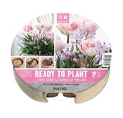 Plant-O-Mat Tray Ø 24 Cm Tulipa &amp; Chionodoxa