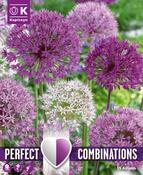 Combi Allium Large Ball Blend
