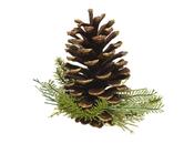 Pinecone on Clip - Brown / Gold