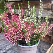 Calluna vulg. 'Garden Girls'® twin / P12 (PB)