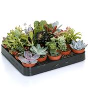 Succulent mix / P9, in zinc pot (PB) image