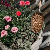 Westland Potting Grit 20kg image