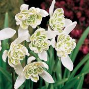 Galant - Nivalis Flore Pleno5/6