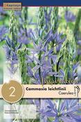 Camass - Leichtlinii Caerulea14/16