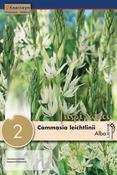 Camass - Leichtlinii Alba14/16