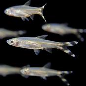 Scissortail Rasbora image