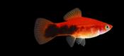 Swordtail Female